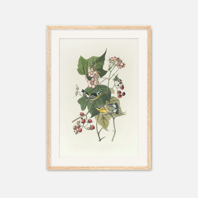 Black and Yellow Warbler Print - Sage and Rose Prints