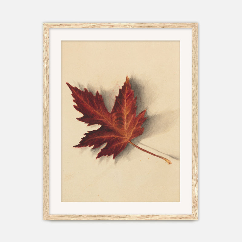 Leaf Drawing in Shades of Red No1 - Sage and Rose Prints