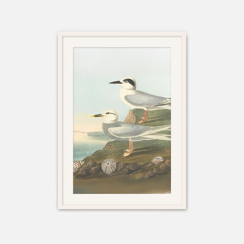 Seagull Print - Sage and Rose Prints