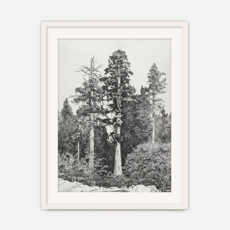 Black and White Tree Illustration No3 - Sage and Rose Prints