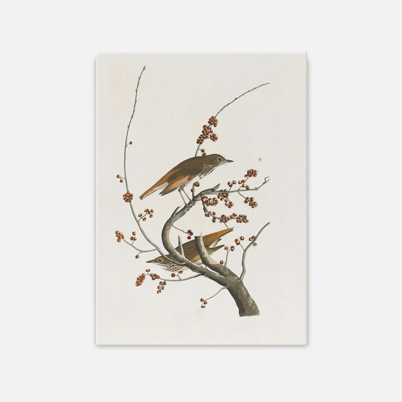 Naturalist Bird Print No1 - Sage and Rose Prints