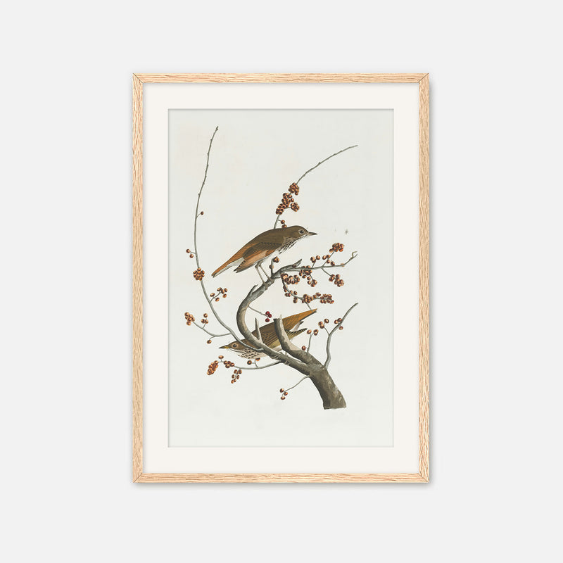 Naturalist Bird Print No1 - Sage and Rose Prints