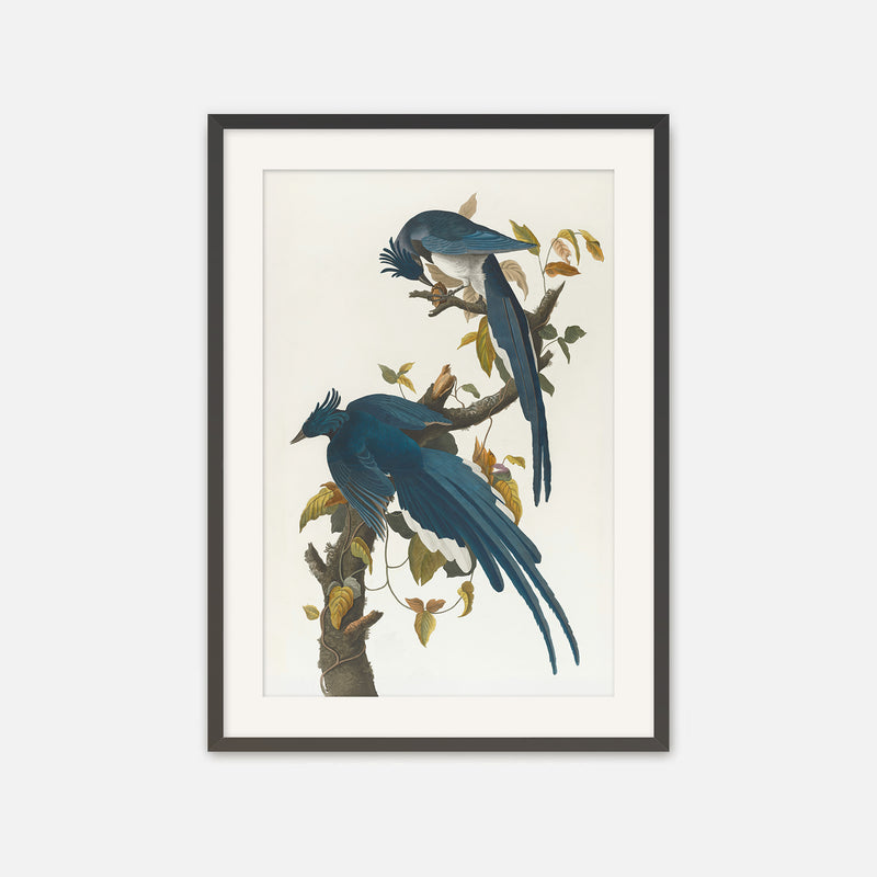 Jay Bird Artwork - Sage and Rose Prints