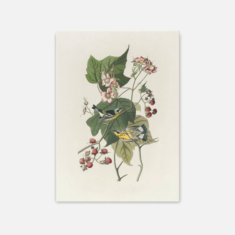 Black and Yellow Warbler Print - Sage and Rose Prints