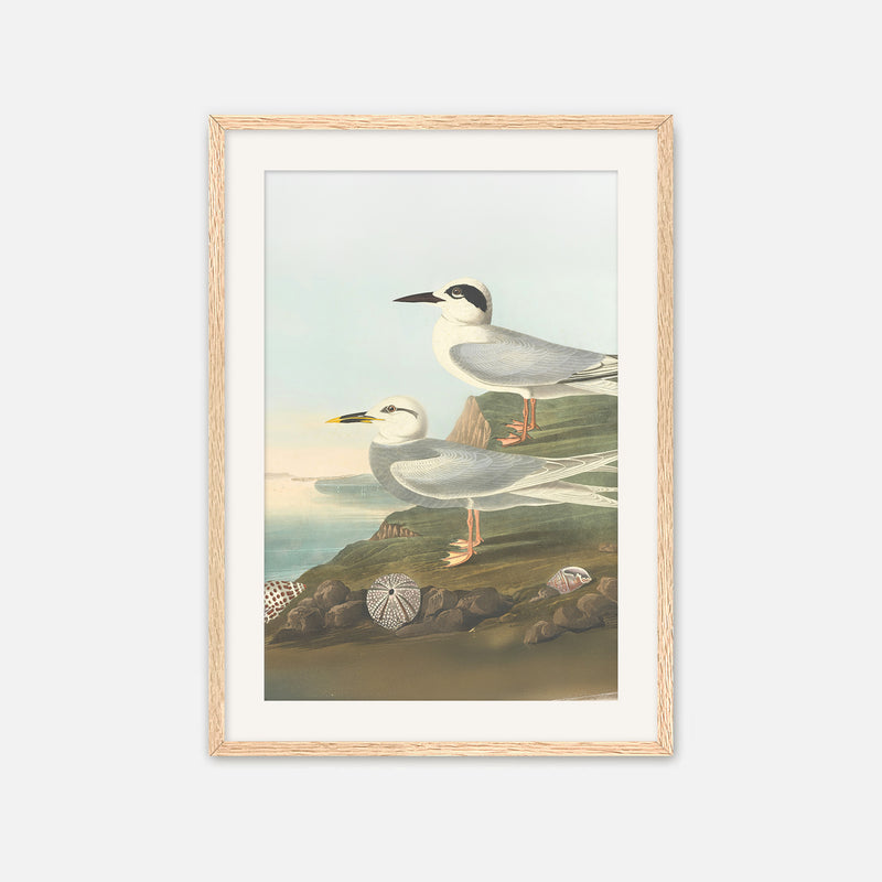 Seagull Print - Sage and Rose Prints