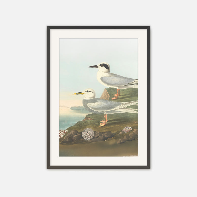 Seagull Print - Sage and Rose Prints