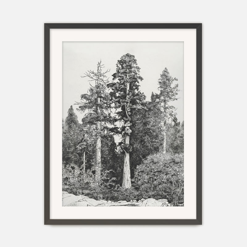 Black and White Tree Illustration No3 - Sage and Rose Prints
