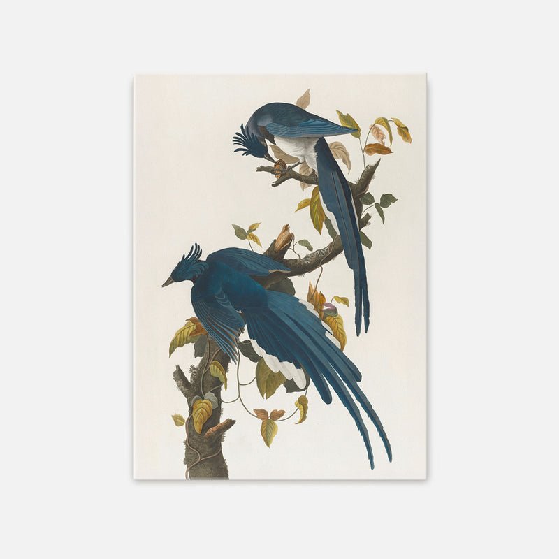 Jay Bird Artwork - Sage and Rose Prints