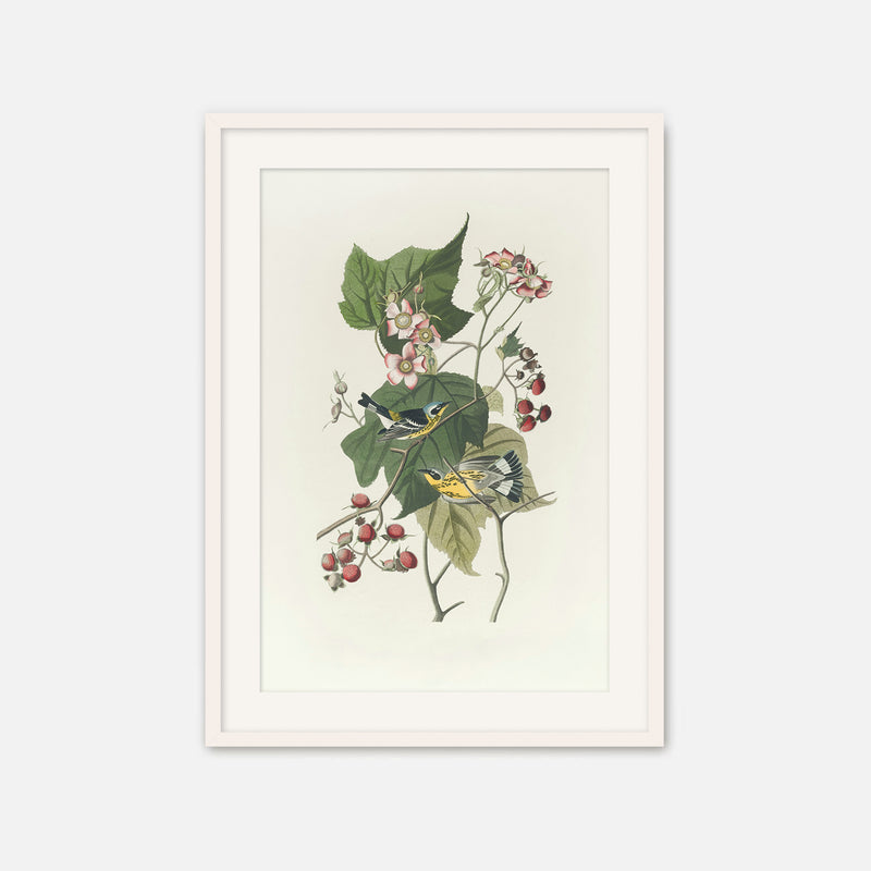 Black and Yellow Warbler Print - Sage and Rose Prints