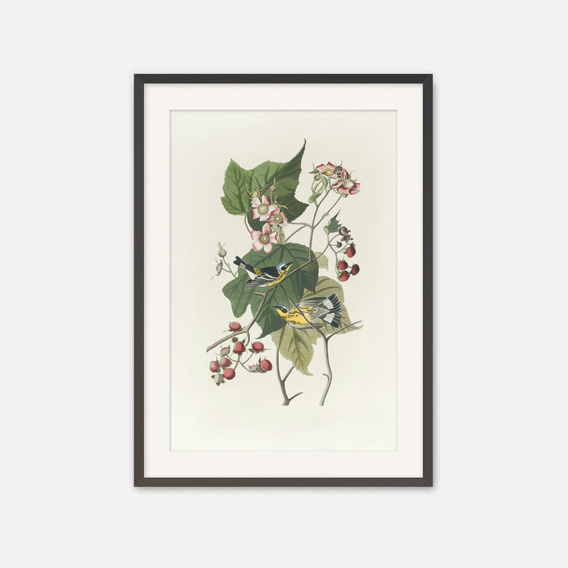 Black and Yellow Warbler Print - Sage and Rose Prints
