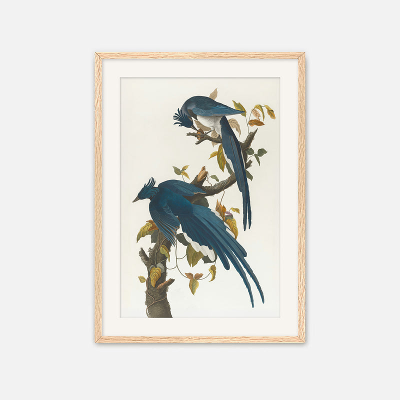 Jay Bird Artwork - Sage and Rose Prints