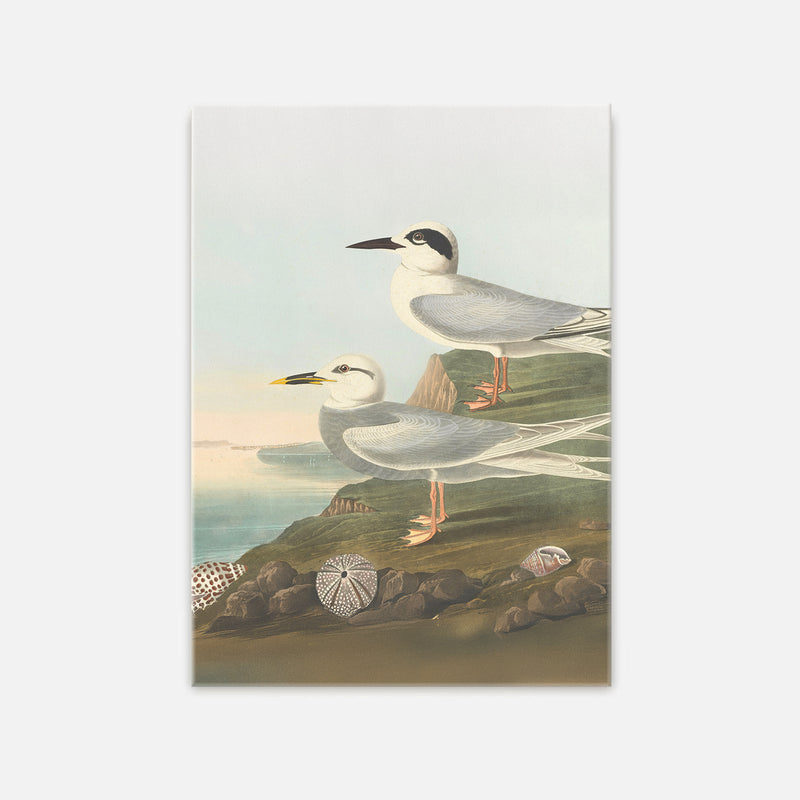 Seagull Print - Sage and Rose Prints