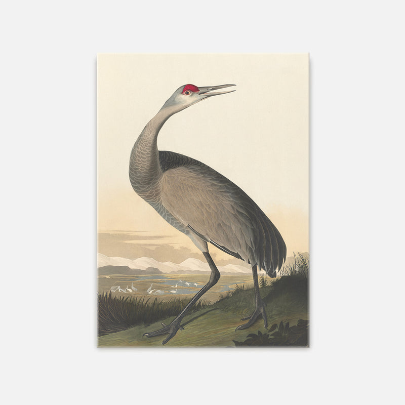 Hooping Crane Print - Sage and Rose Prints