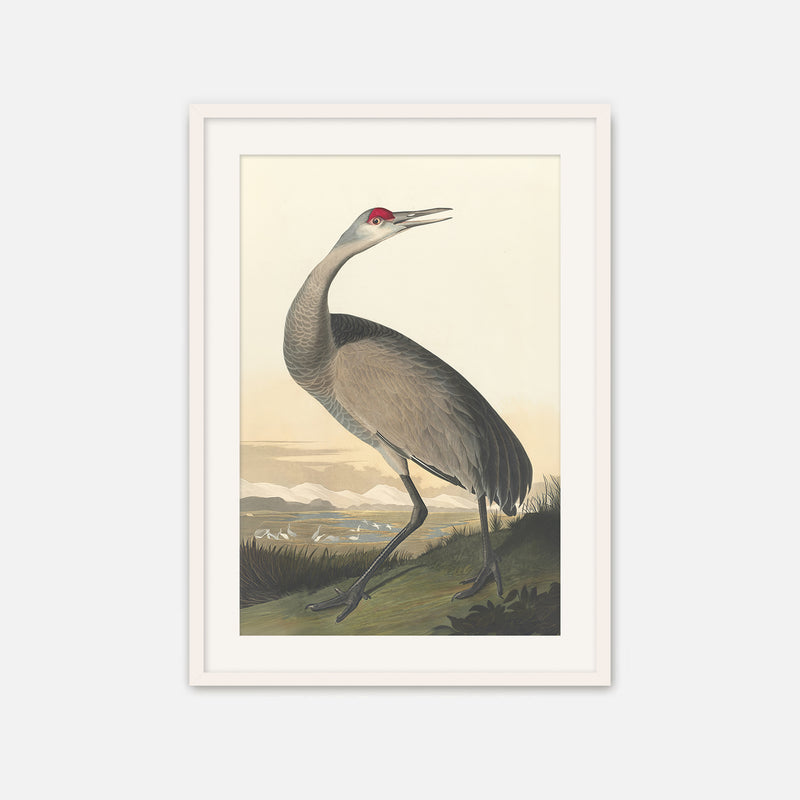 Hooping Crane Print - Sage and Rose Prints
