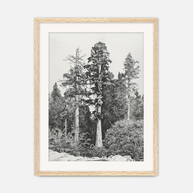 Black and White Tree Illustration No3 - Sage and Rose Prints