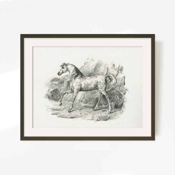 Horse Illustration 20-1x - Sage and Rose Prints