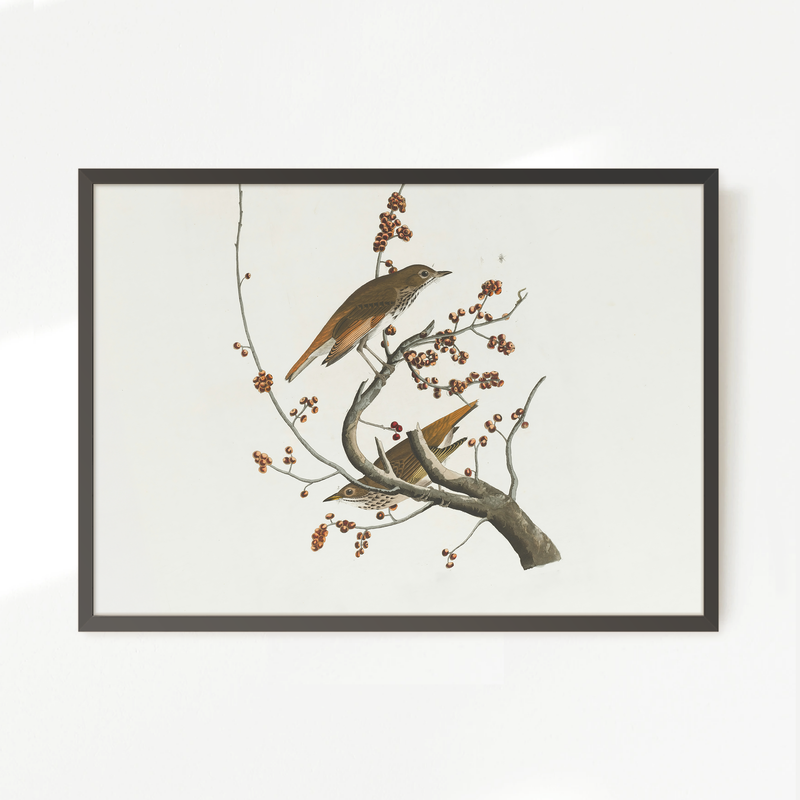 Naturalist Bird Print No2 - Sage and Rose Prints