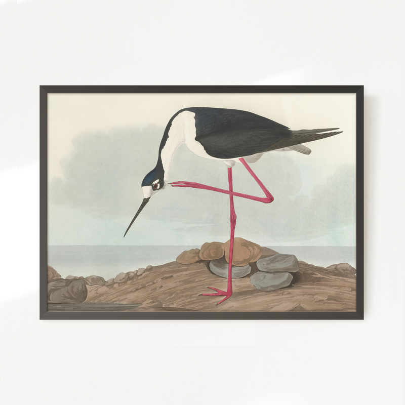 Black Necked Stilt Drawing - Sage and Rose Prints
