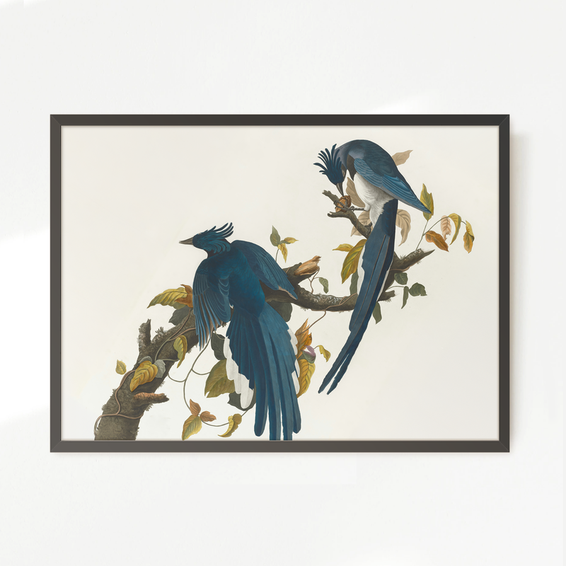 Jay Bird Artwork 2 - Sage and Rose Prints