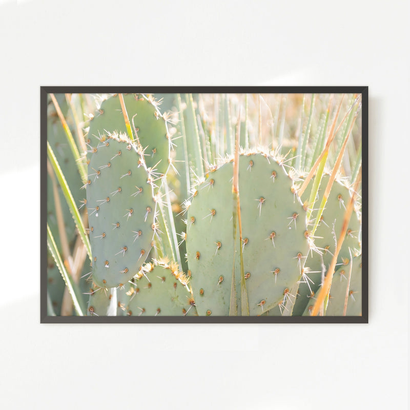 Prickly Pear Cactus Desert Photography No1 - Sage and Rose Prints