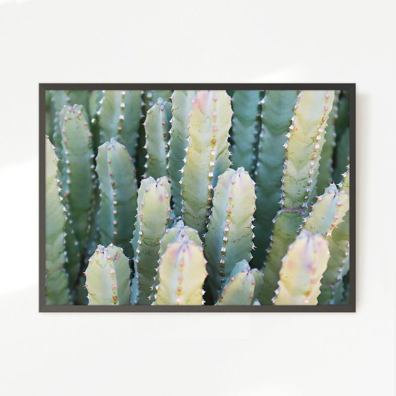 Moroccan Mound Cactus Geometric Photo No1 - Sage and Rose Prints
