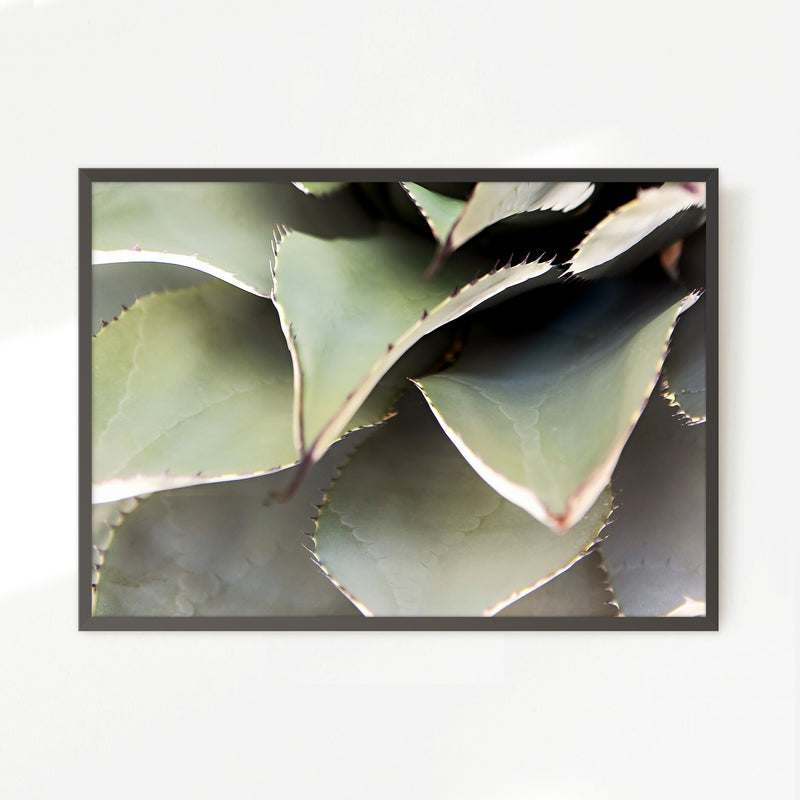 Agave Cactus Geometric Desert Photo Print No1 - Sage and Rose Prints