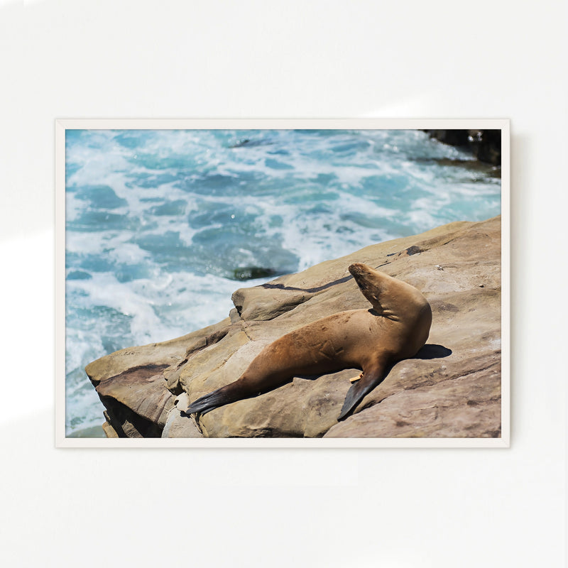 Sea Lion Sunbathing California Photography - Sage and Rose Prints