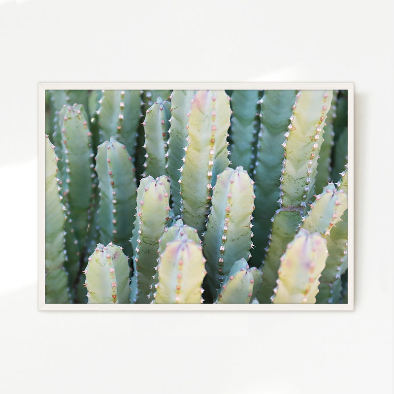 Moroccan Mound Cactus Geometric Photo No1 - Sage and Rose Prints