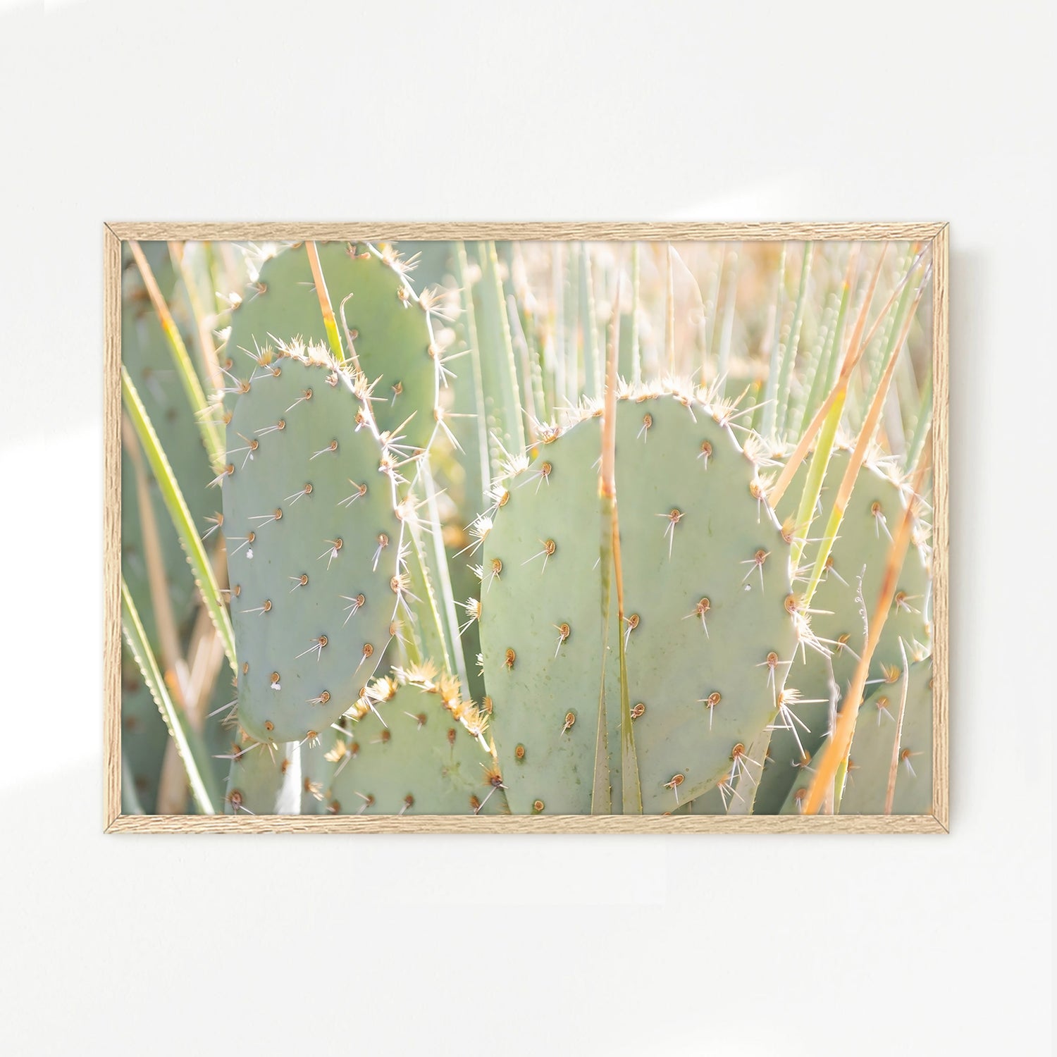Prickly Pear Cactus Desert Photography No1 - Sage and Rose Prints