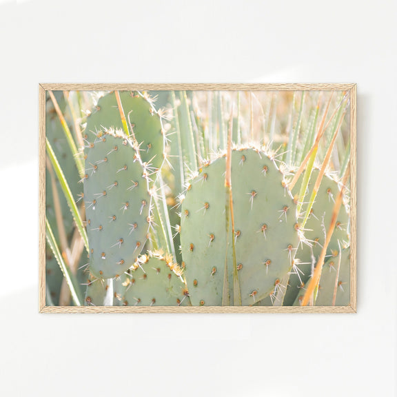 Prickly Pear Cactus Desert Photography No1 - Sage and Rose Prints