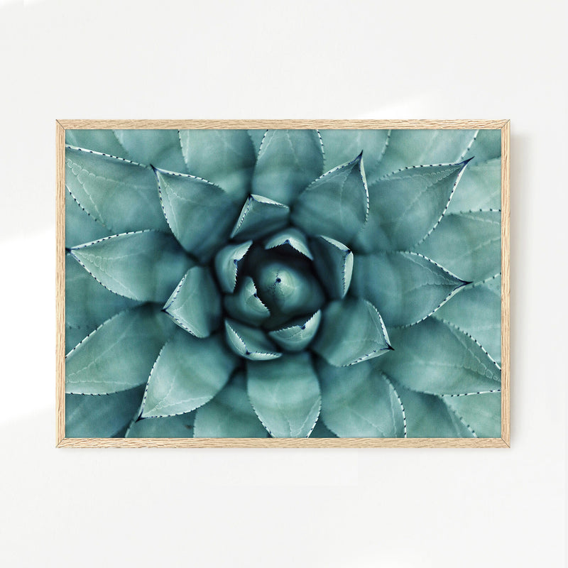 Succulent Wall Art - Sage and Rose Prints