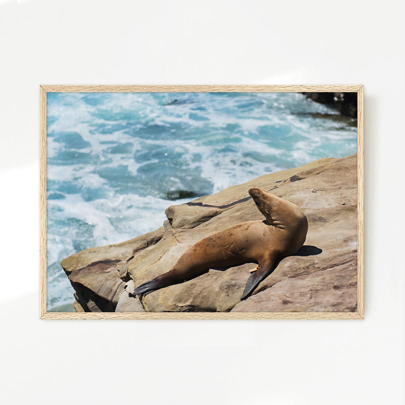 Sea Lion Sunbathing California Photography - Sage and Rose Prints