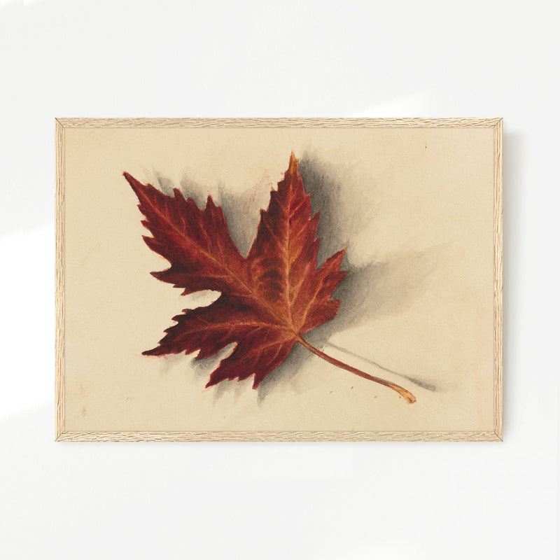 Leaf Drawing in Shades of Red No2 - Sage and Rose Prints