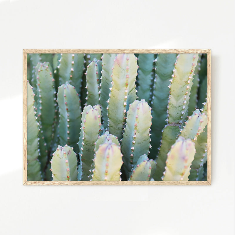 Moroccan Mound Cactus Geometric Photo No1 - Sage and Rose Prints