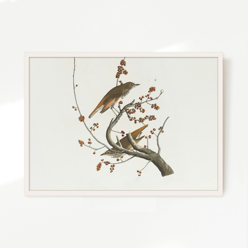 Naturalist Bird Print No2 - Sage and Rose Prints
