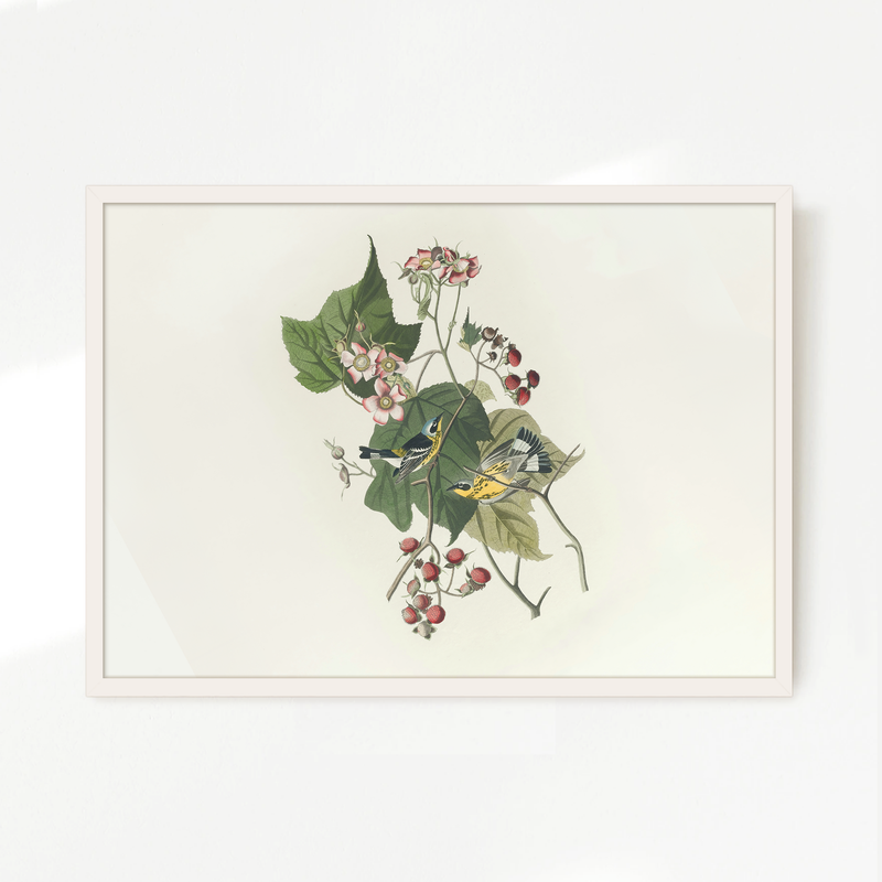Black and Yellow Warbler Print 2 - Sage and Rose Prints
