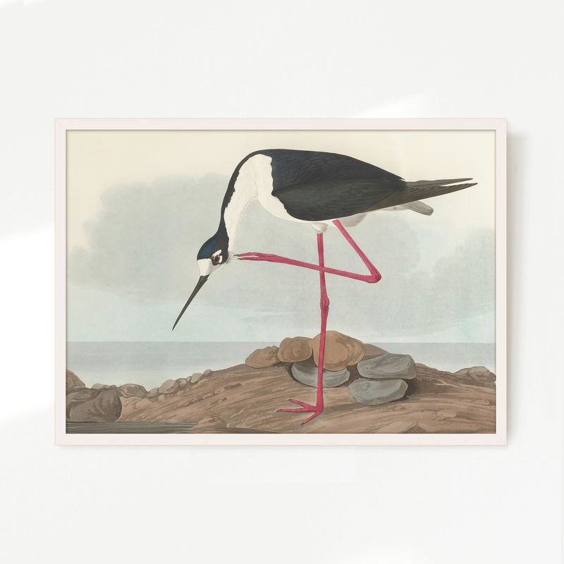 Black Necked Stilt Drawing - Sage and Rose Prints