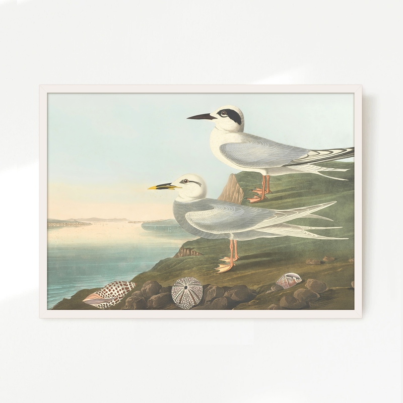 Seagull Artwork - Sage and Rose Prints