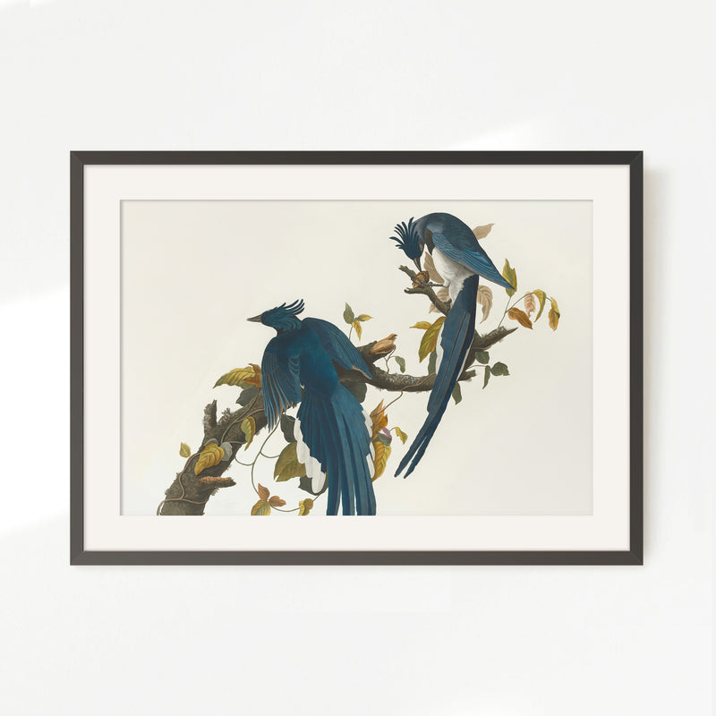 Jay Bird Artwork 2 - Sage and Rose Prints