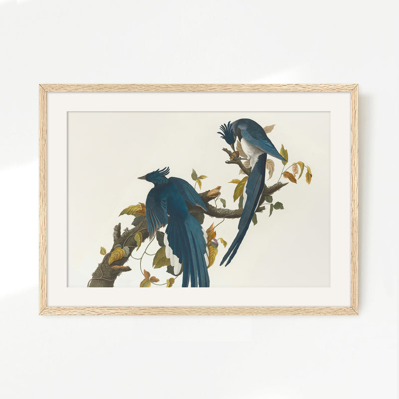 Jay Bird Artwork 2 - Sage and Rose Prints