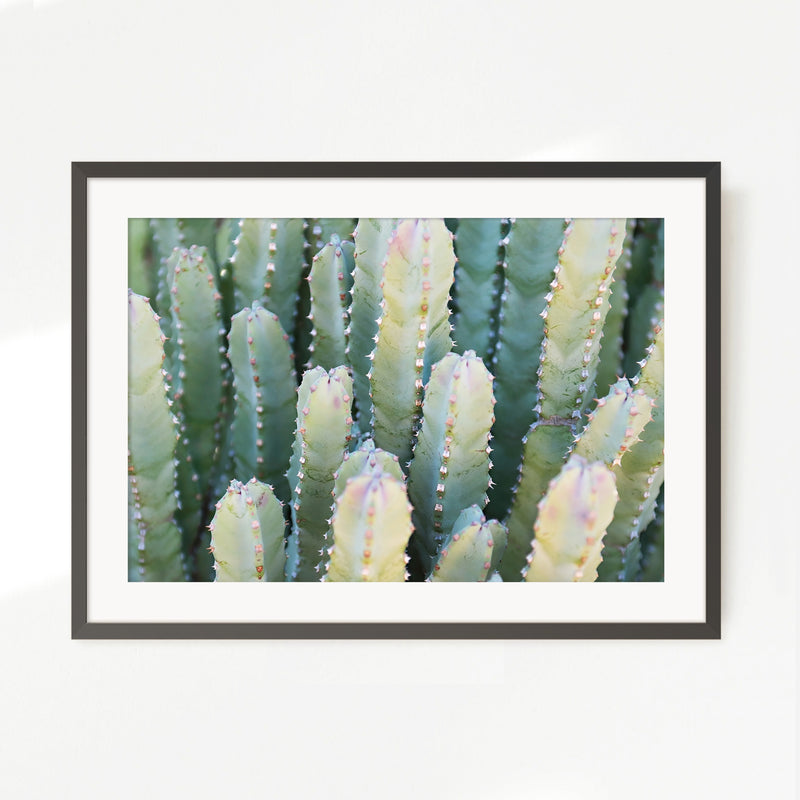 Moroccan Mound Cactus Geometric Photo No1 - Sage and Rose Prints
