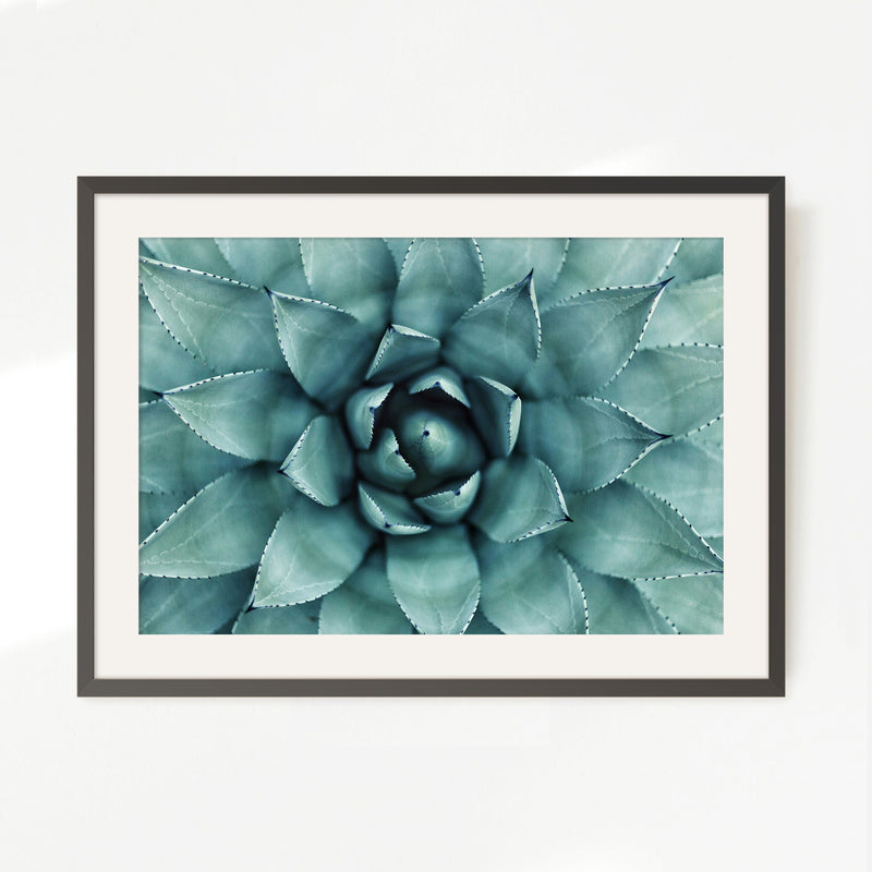Succulent Wall Art - Sage and Rose Prints