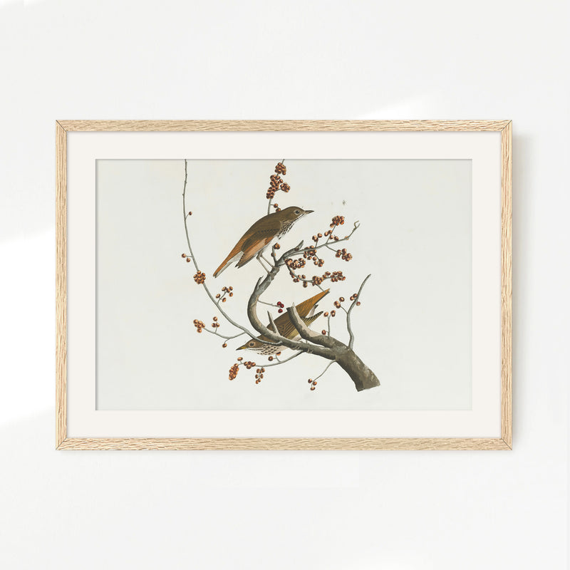 Naturalist Bird Print No2 - Sage and Rose Prints