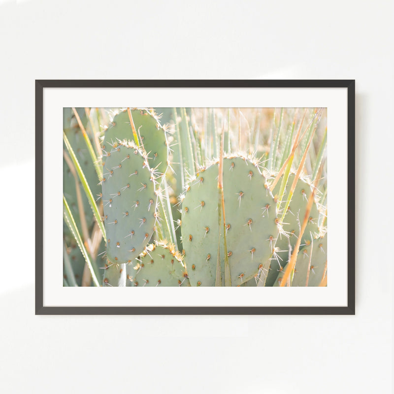 Prickly Pear Cactus Desert Photography No1 - Sage and Rose Prints