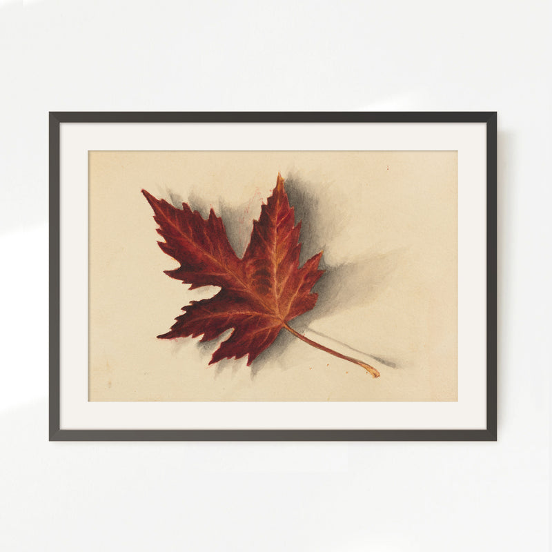 Leaf Drawing in Shades of Red No2 - Sage and Rose Prints