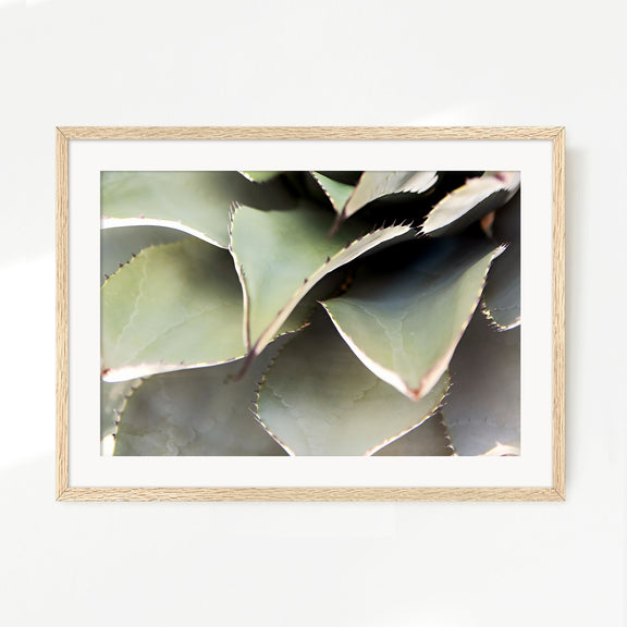 Agave Cactus Geometric Desert Photo Print No1 - Sage and Rose Prints