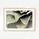 Agave Cactus Geometric Desert Photo Print No1 - Sage and Rose Prints