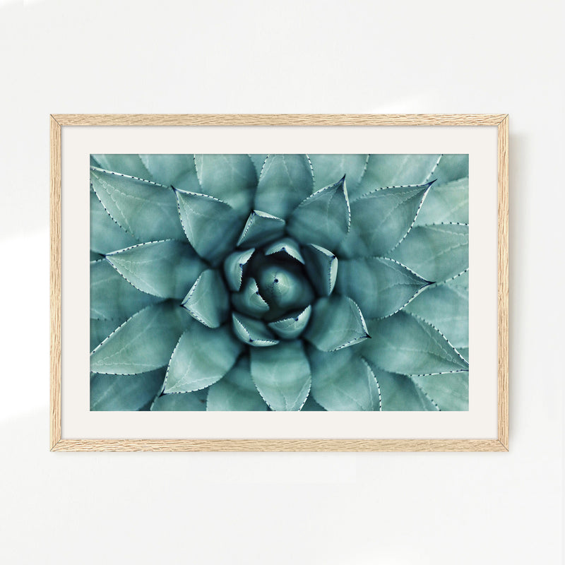 Succulent Wall Art - Sage and Rose Prints