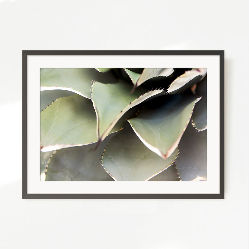 Agave Cactus Geometric Desert Photo Print No1 - Sage and Rose Prints