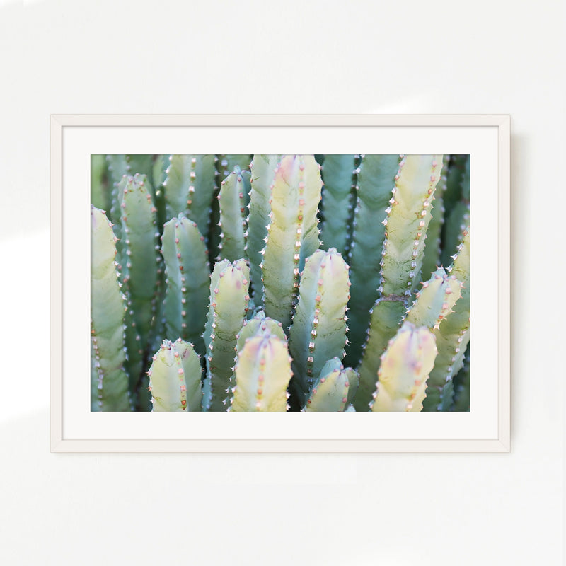Moroccan Mound Cactus Geometric Photo No1 - Sage and Rose Prints